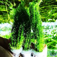 Image result for Mayaca