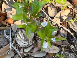 Image result for Nicolasia pedunculata