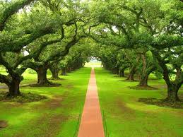 حقائق مذهلة 28 صورة تحبس الأنفاس للطبيعة الخضراء Green Nature Wallpaper Green Nature Nature Desktop Wallpaper