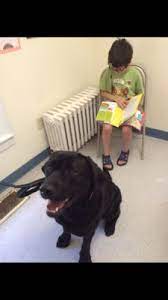 Companion pet care of littleton, littleton, new hampshire. Companion Pet Care 22 Maple St Littleton Nh Veterinarians Mapquest