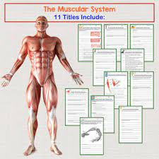 The overall paper size is 25.40 x 31.60 inches and the image size is 25.40 x 31.60 inches. Human Body Warm Ups Bell Ringers Skeletal Muscular Integumentary