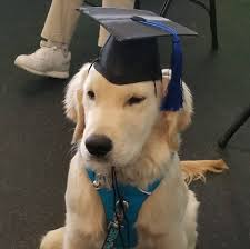 If you need help deciding where to stay, play, or eat with fido, you've come to the right place. Boone Nc Dog Training Classes And Advanced Certifications Woof Pack Pet Services