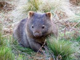 Image result for Common wombat