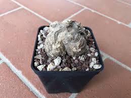 Image result for Pterodiscus angustifolius