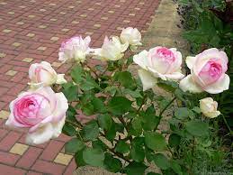 Biedermeier Rose Photo No Fragrance Rose Beautiful Flowers Rose Photos