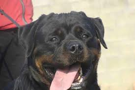 Browse thru our id verified puppy for sale listings to find your perfect puppy in your area. World Class Champion Akc German Rottweiler Puppies For Sale In Tonopah Arizona Classified Americanlisted Com