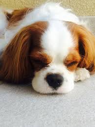 Check spelling or type a new query. Cavalier King Charles Spaniel Puppies For Sale Pet Adoption And Sales
