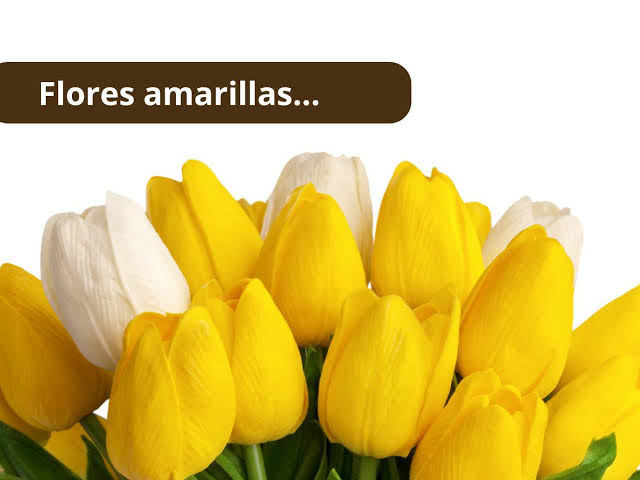 Flores