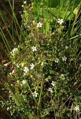 Image result for Teedia lucida