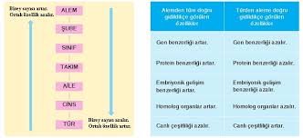 Bilgibizde Siniflandirma Ve Canlilarin Genel Ozellikleri