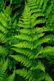 Image result for Pneumatopteris unita