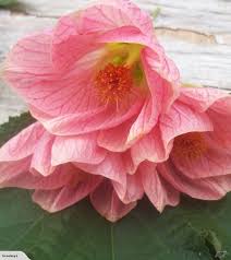 Abutilon Roseus Planten Bloemen