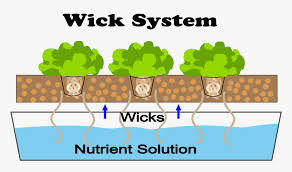 Maybe you would like to learn more about one of these? This Is A Diagram Of A Wick Hydroponic System Diagram Wick System Hydroponics Hd Png Download Kindpng