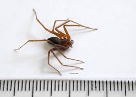 Последние твиты от diego f. Saude Parana Teve Mais De Quatro Mil Acidentes Com Aranha Marrom Agencia Estadual De Noticias