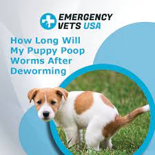 How long it takes for your dog or puppy to be completely free of worms depends on the type of worm and how severe their case might be. How Long Will My Puppy Poop Worms After Deworming