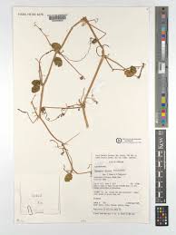 Image result for Cayaponia africana