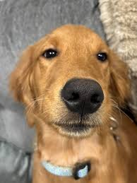 Hey everyone, I've been in this group since I got my retriever but have  never posted so as my retriever turned one