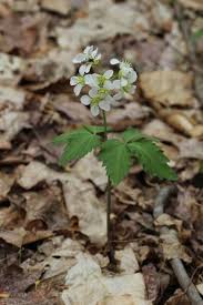 Image result for Cardamine
