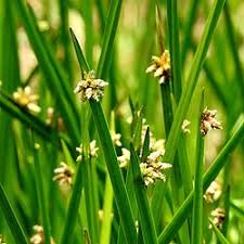 Image result for Schoenoplectiella senegalensis