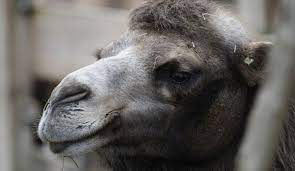 If you chase two rabbits, you will not catch either one meaning: How To Start That Big Project Or How To Get The Camel To Stick His Nose Under Your Tent Sally Fox