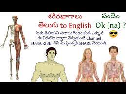Loves, podugu, gajjalu, kaleyam means, మేక శరీర భాగాలు. à°¶à°° à°° à°­ à°— à°² à°ª à°° à°² à°‡ à°— à°² à°· à°² à°¨ à°° à°š à°• à°¡ Body Parts Names In Telugu And English Telugu To English Youtube