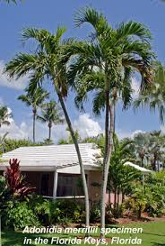 Image result for Adonidia