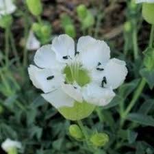 Image result for Silene abyssinica