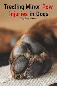 Treating Minor Dog Paw Injuries Dog Paw Pads Dog Paw Healing Dog Paw Care