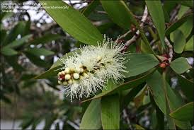 Melaleuca Broad Leaved Paperbark Punk Tree Tree Paperbark Melaleuca Quinquenervia Australian Plants Australian Trees Native Garden