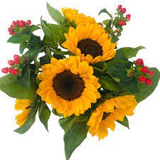 Manfaat bunga matahari baik biji dan minyaknya adalah untuk jantung, peradangan, anti penuaan, dll. Alam Segar Bunga Hias Bunga Matahari Potong Segar Bunga Buy Potong Segar Bunga Bunga Matahari Product On Alibaba Com