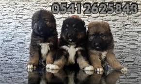 Kafkas Coban Kopegi Yavrusu 05412625853 Coban Kopegi Kopek Yavru Kopek