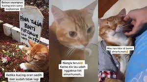 Seperti yang dilakukan oleh aktris dan pebisnis, marini zumarni. Hari Ini Ternyata Hari Kucing Sedunia Berikut Awal Mula Tujuan Perayaan Dan Cara Unik Merayakannya Serambi Indonesia