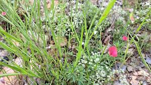Image result for Lathyrus sphaericus