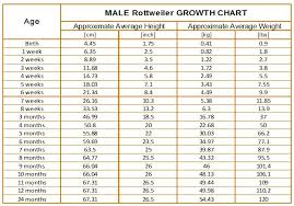 Rottweiler Age Calculator Dogs Breeds And Everything