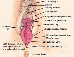 Check spelling or type a new query. Perineal Tear Perineal Lacerations Types 1st 2nd 3rd And 4th Degree Repair And Care Jotscroll