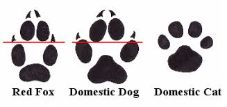 Http Www Cliparthut Com Clip Arts 248 Fox Paw Prints 248853 Gif Dog Paw Print Paw Print Domestic Dog