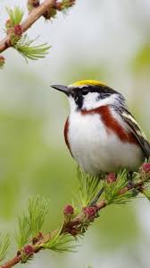 Birds Native To Pennsylvania Chestnut Sided Warbler Dendroica Pennsylvania Eastern U S Pet Birds Beautiful Birds Nature Birds
