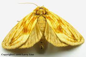Goldenrod Stowaway Cirrhophanus Triangulifer W 4 4 Cm North America Moth M Image Goldenrod