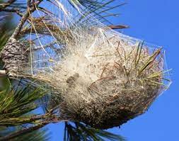 Nid de chenilles processionnaires du pin. Chenilles Processionnaires Du Pin Vigilance