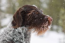 Bird dog labs is an akc breeder of merit as well as akc bred with h.e.a.r.t. Cold Weather Care For Bird Dogs