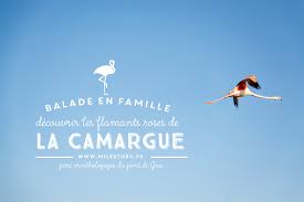 Check spelling or type a new query. Ou Voir Les Flamants Roses En Camargue Balade En Famille Au Parc Ornithologique Du Pont De Gau Milestory