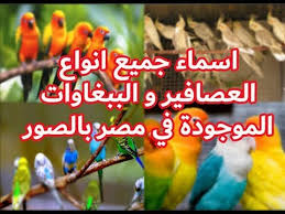 اسماء جميع انواع العصافير و الببغاوات الموجوده في مصر Youtube