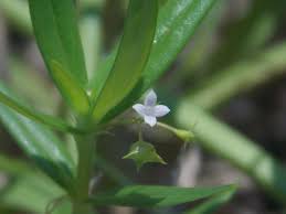 Image result for Oldenlandia corymbosa