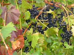 Maybe you would like to learn more about one of these? April Is Michigan Wine Month Great Lakes Gazette