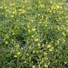 Image result for Lysimachia barbata