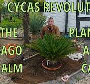 Cycas Revoluta (THE SAGO PALM)