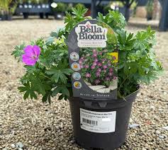 Image result for Geranium sanguineum Max Frei