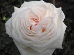 Pin By Shelley S Floral Enterprise On Flowers Garden Rose Bouquet Pink Garden Blush Roses