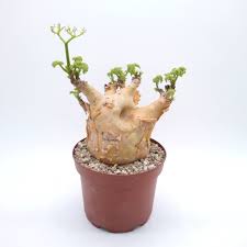 Image result for Cyphostemma montanum