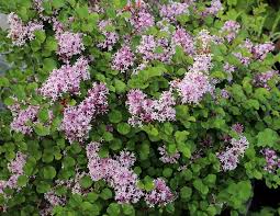 Image result for Syringa meyeri ´Palibin